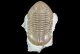 Asaphus Lepidurus Trilobite - Hypostome Exposted #73501-2